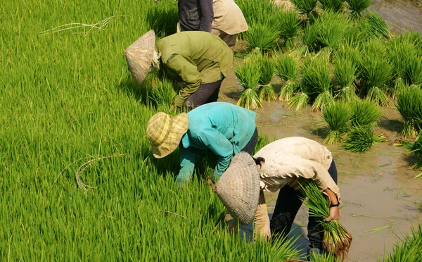 Grupo de agricultores vietnamitas siembran arroz —  Fotos de Stock