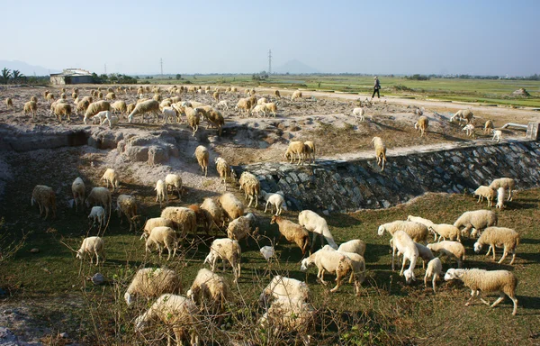 Hjorden av får som betar på ängen — Stockfoto