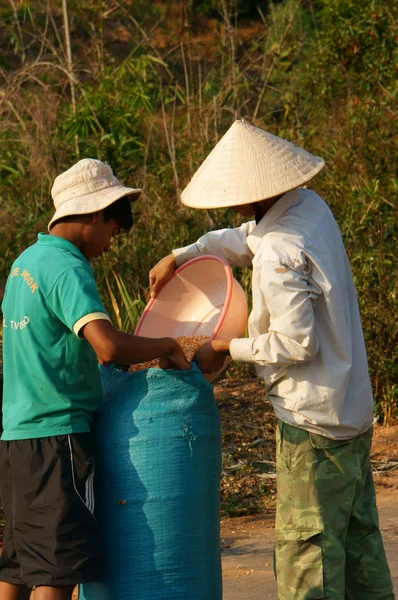 People dry corn of good crop — Stock Photo, Image