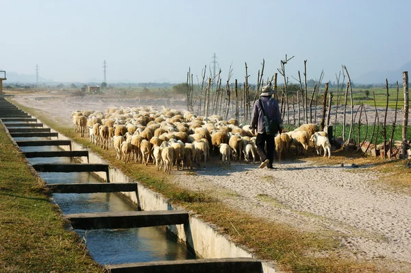 Persone pascolo gregge di pecore — Foto Stock