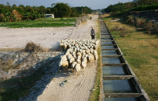 Les gens paissent troupeau de moutons — Photo