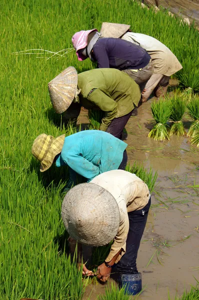 Vietnamské farmář transplantace, setí rýže — Stock fotografie