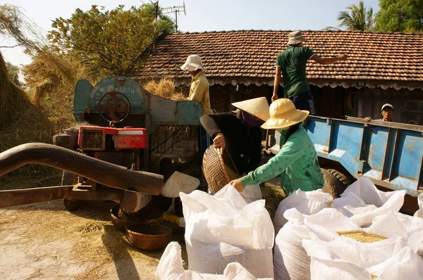 Agricultor cosechando grano de arroz por trilladora —  Fotos de Stock