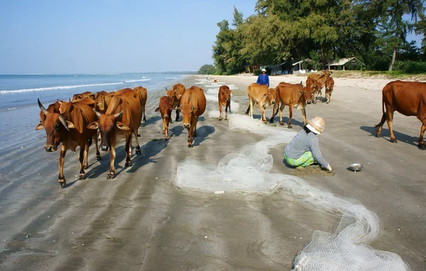 Funny scene, herd of cow on beach — Stock Photo, Image