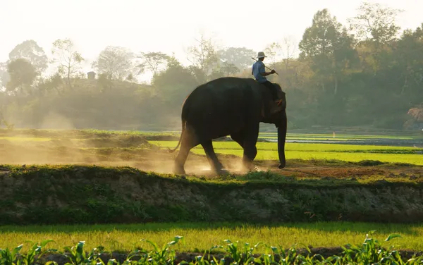 People ride elephant on path at countryside — Stock Photo, Image