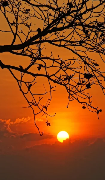Sunset scene with sun, silhouette of branch of tree — Stock Photo, Image
