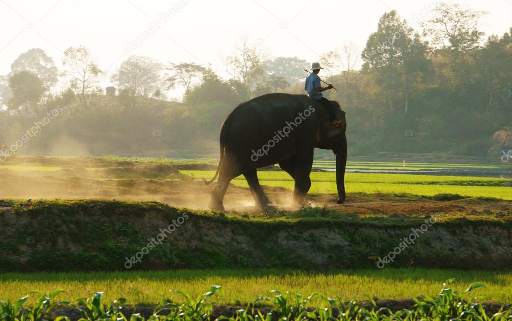 People ride elephant on path at countryside