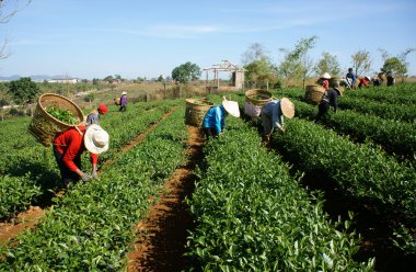 çay seçici tarım çiftliğinde Çay yaprağı alın