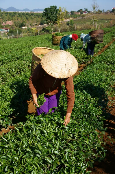 Selector de té recoger la hoja de té en la plantación agrícola —  Fotos de Stock