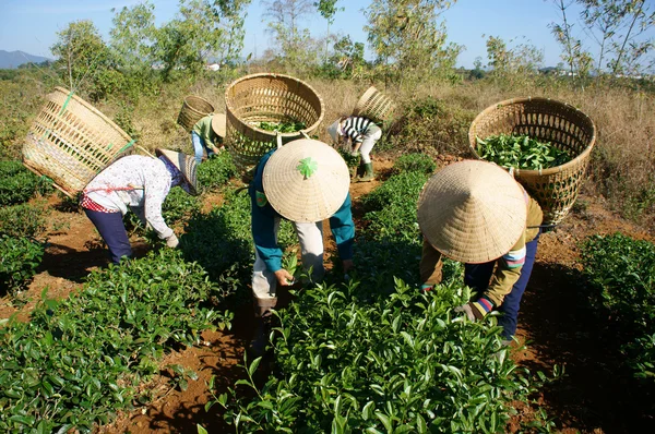 Selector de té recoger la hoja de té en la plantación agrícola —  Fotos de Stock