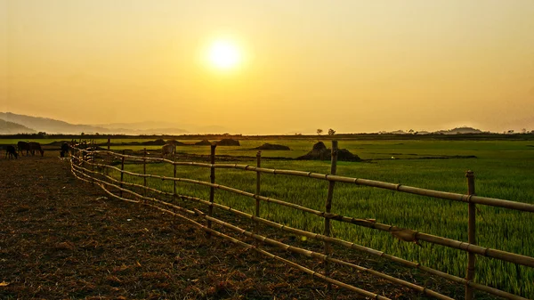 Vietnam landsbygd landskap vid solnedgången med solen, bambu staket, pa — Stockfoto