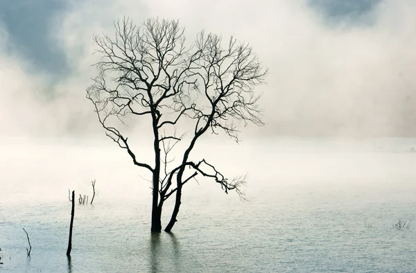 Increíble escena, naturaleza con árbol seco, lago, niebla — Foto de Stock