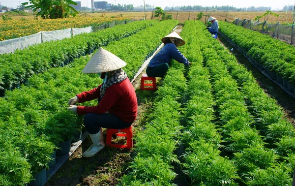 人们往往在花园里的花 — 图库照片