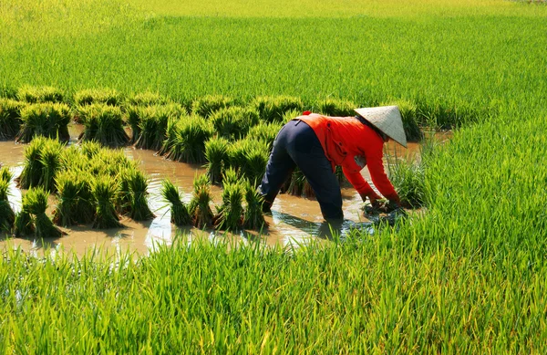Вьетнамские фермеры работают на рисовом поле — стоковое фото