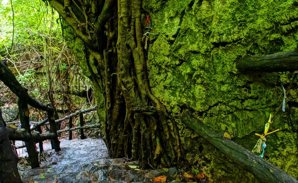 Удивительная каменная лестница, забор, дерево — стоковое фото