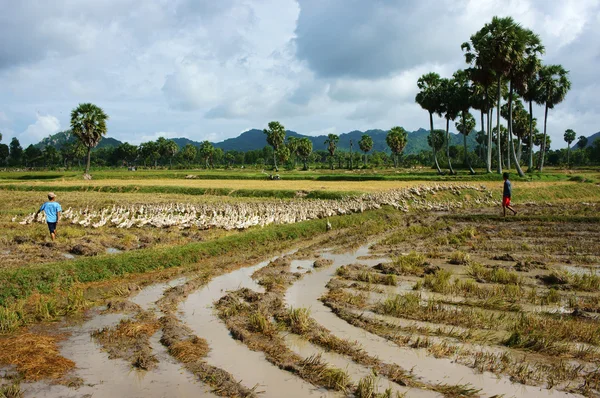 Child labour graze duck on rice field — Stock Photo, Image