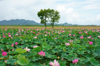 Vietnam seyahat, mekong delta, lotus gölet