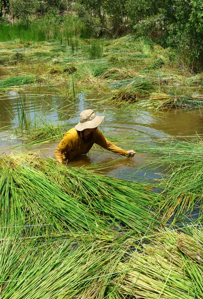 La gente se empapa en agua, cosecha de junco — Foto de Stock