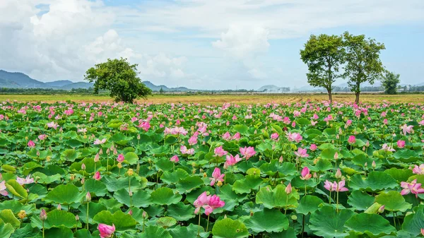 베트남 여행, 메콩 델타, 연꽃 연못 — 스톡 사진