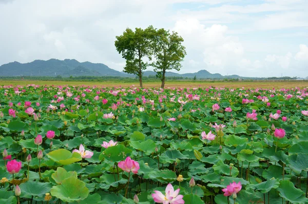 Vietnam seyahat, mekong delta, lotus gölet — Stok fotoğraf