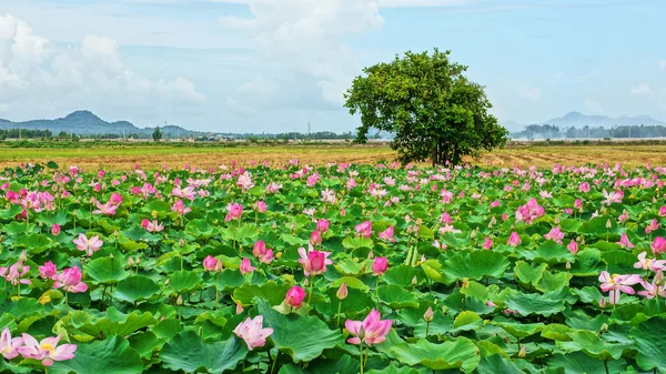 Vietnam cestování, mekong delta, lotus rybník — Stock fotografie