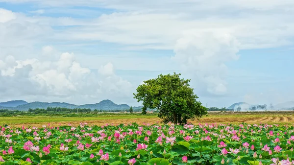 Vietnam cestování, mekong delta, lotus rybník — Stock fotografie