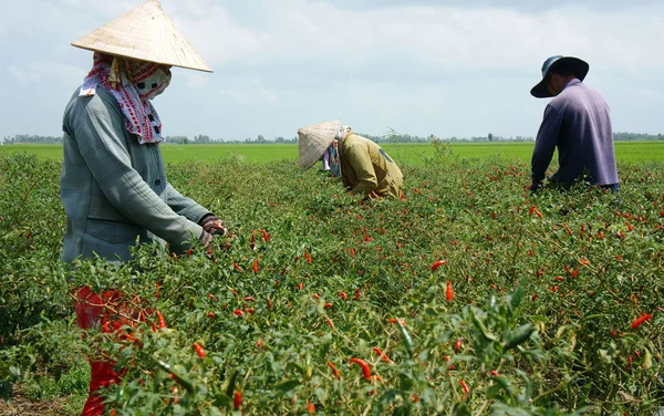 Bauer pflückt Chilischote auf Paprika Garten — Stockfoto