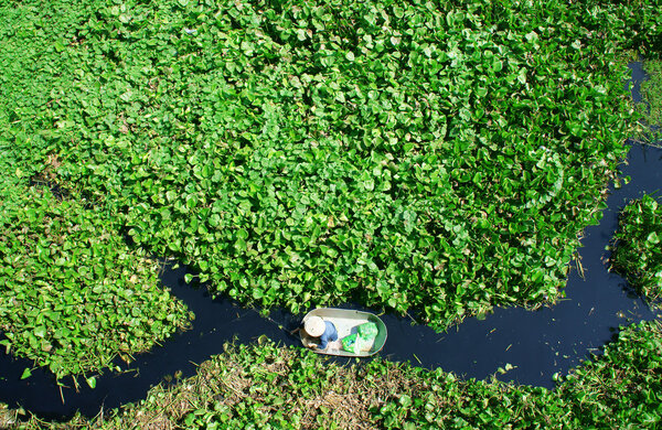 people harvesting vegetable in polluted water