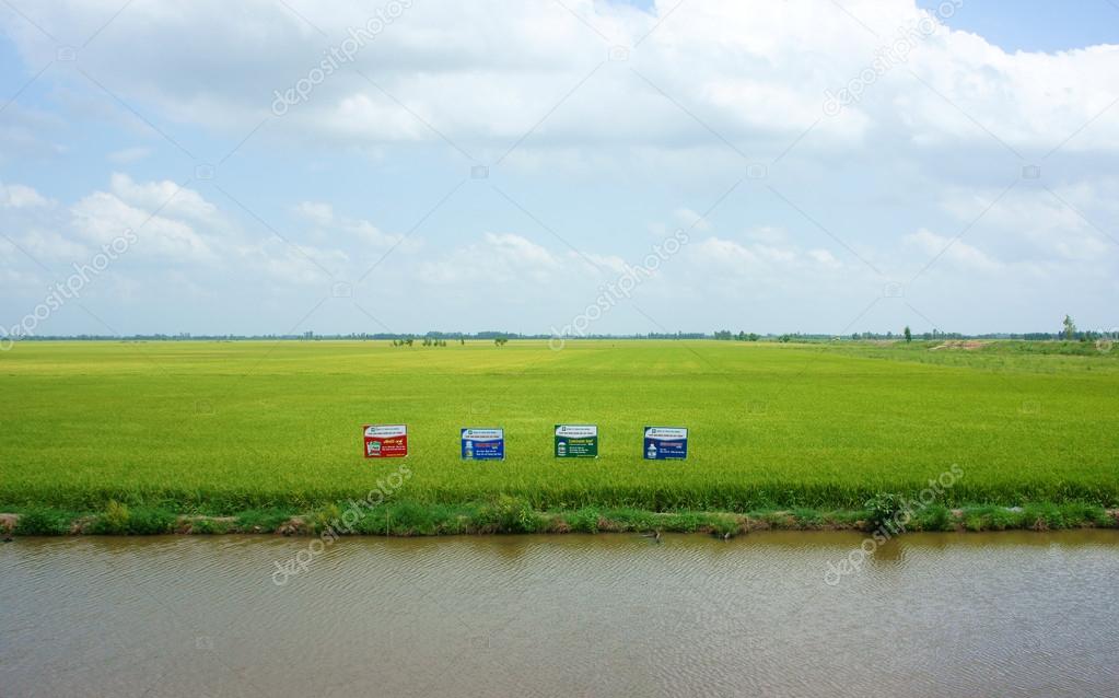 Green rice field, ditch at Mekong Delta