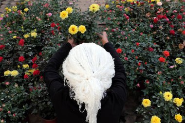 Tarladaki en iyi çiftçi, beyaz saçlı harika Vietnamlı kadın gül bahçesinin arasında oturuyor. Renkli, güzel bir manzara, tarım turu, Da Lat, Vietnam