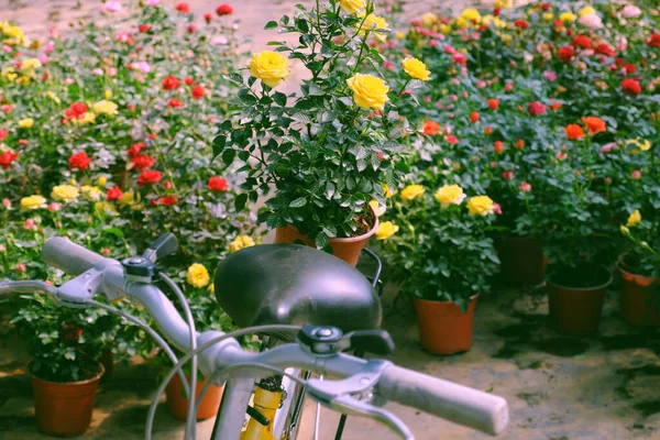 Hermosa Escena Jardín Flores Con Flora Flor Vibrante Primavera Rose — Foto de Stock