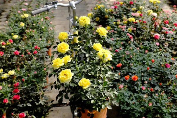 Beautiful Scene Flower Garden Flora Vibrant Blossom Spring Rose Pot — стоковое фото