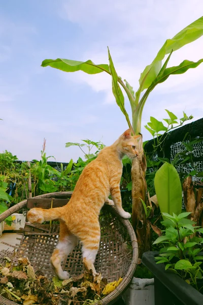Söt Gul Katt Stående Bambu Korg Banan Träd Taket Trädgård — Stockfoto