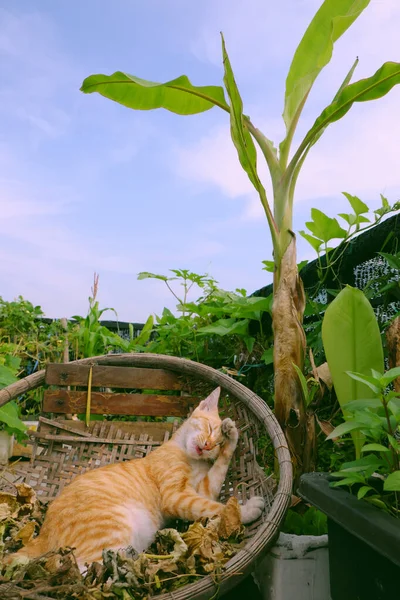 Cute Żółty Kot Leżący Koszu Bambusa Pod Drzewem Bananowym Ogrodzie — Zdjęcie stockowe