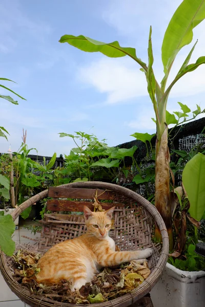 Söt Gul Katt Liggande Bambu Korg Banan Träd Taket Trädgård — Stockfoto