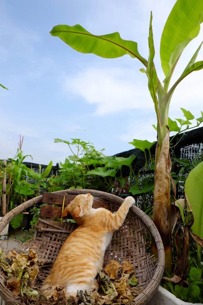 ベトナムホーチミン市の市家の屋上庭園のバナナの木の下の竹籠に横たわるかわいい黄色の猫 — ストック写真