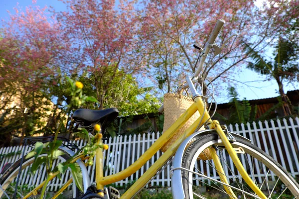 Beautiful Scene Lat Viet Nam Springtime Yellow Bike Pink Flower — Stock Photo, Image