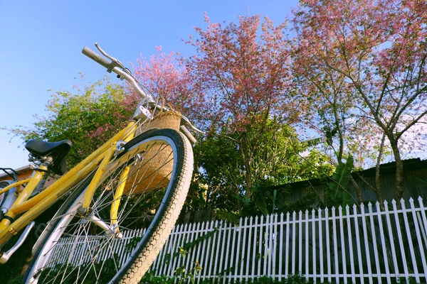 Mooie Scene Bij Lat Viet Vietnam Lente Gele Fiets Roze — Stockfoto