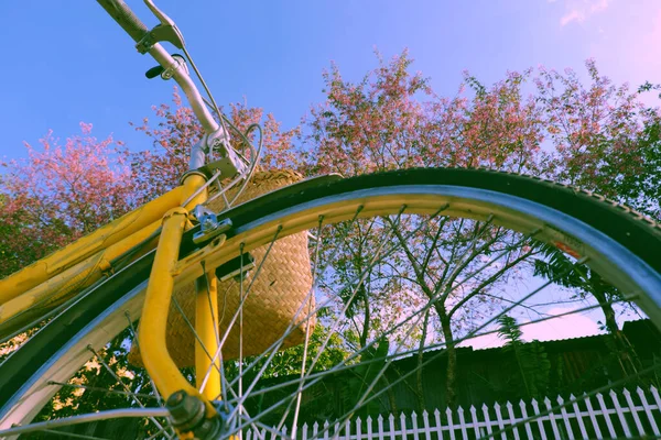 Vacker Scen Lat Vietnam Våren Gul Cykel Och Rosa Blomma — Stockfoto