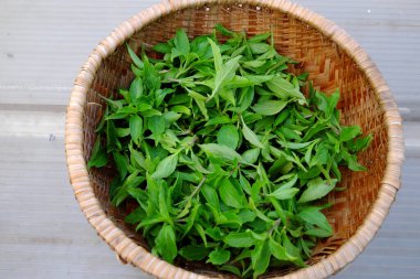 Üst manzara bambu sepeti hasat şehir bahçesinden çatıya, fesleğen yaprağı sağlıklı beslenmek için zengin vitamin ve lif bitkisel baharat olarak. 