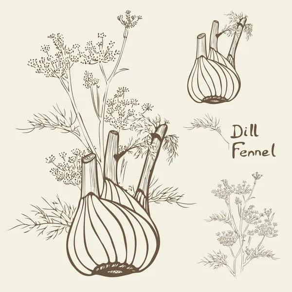 Dill und Fenchel, handgezeichnete Vektorillustration — Stockvektor