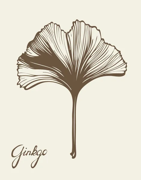 Ginkgo Biloba hermosa hoja, vector — Archivo Imágenes Vectoriales