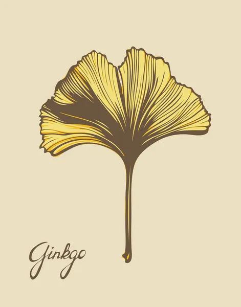 Ginkgo Biloba hermosa hoja, vector, versión de color — Archivo Imágenes Vectoriales