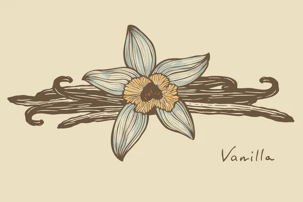 Vanille belle fleur et haricots, vecteur, version couleur — Image vectorielle