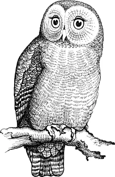 Hibou dessiné à la main, illustration vectorielle isolée en noir et blanc — Image vectorielle