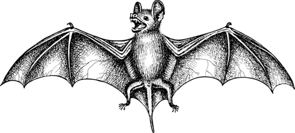 Gritando murciélago volador con alas extendidas, ilustración vectorial dibujado a mano Ilustraciones de stock libres de derechos