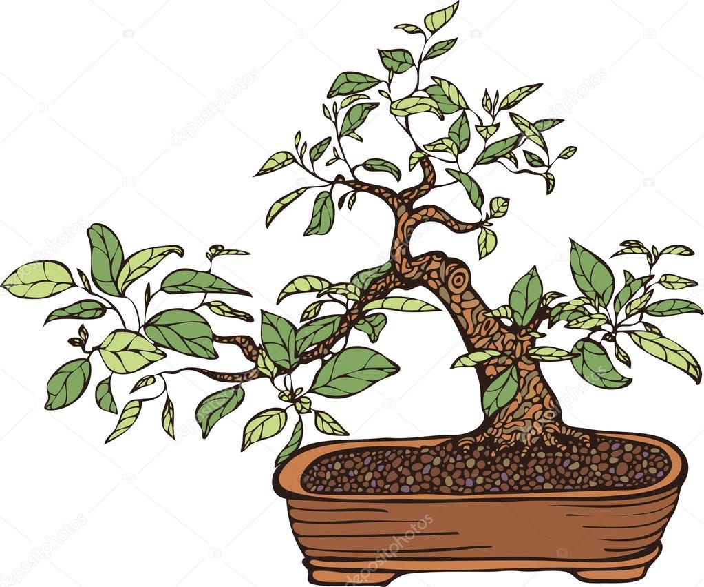 Traditional bonsai tree in a pot, hand drawn vector illustration, multicolored, isolated over white background