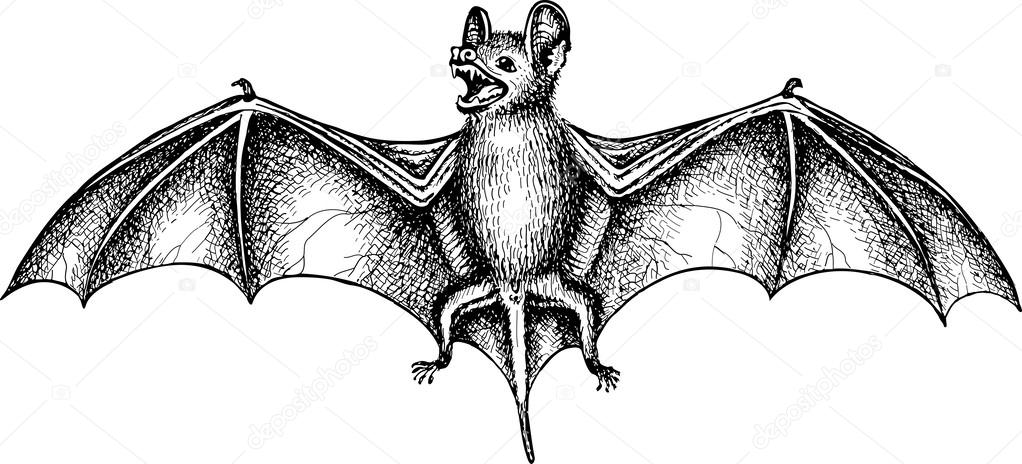 flying bat drawings