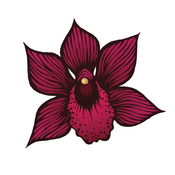 Hand getrokken orchideebloem — Stockvector