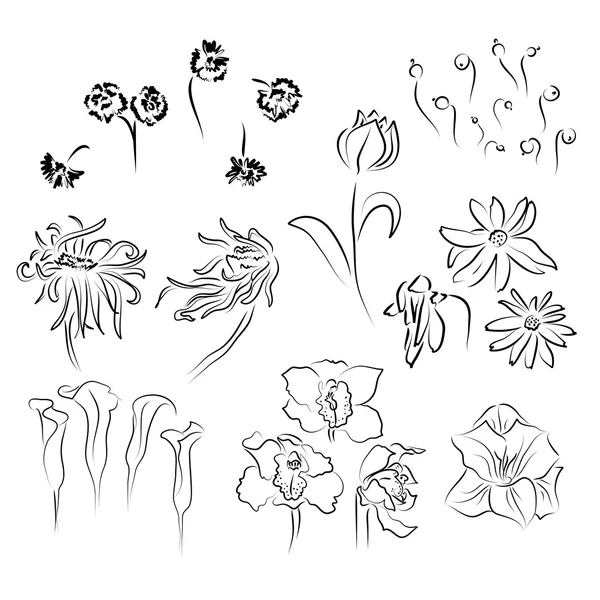 Croquis de différentes fleurs — Image vectorielle